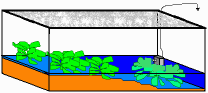 [ 20 Gallon Long Tank set up as a Semi-Aquatic ]